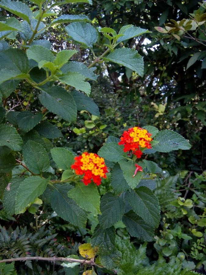 Flor Do Leste Florianópolis Eksteriør bilde